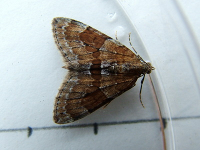 Grey Pine Carpet